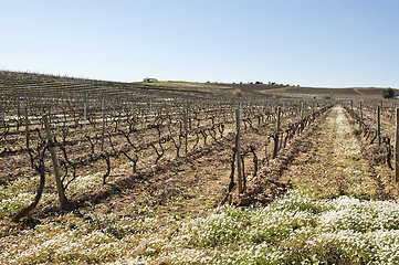 Image showing Vineyards in winter