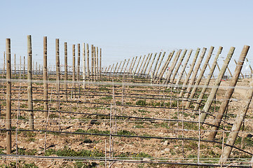 Image showing New vineyard