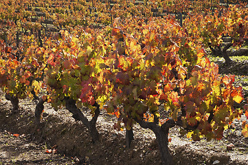 Image showing Vineyards in the fall