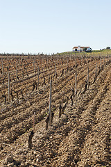 Image showing Vineyards in winter