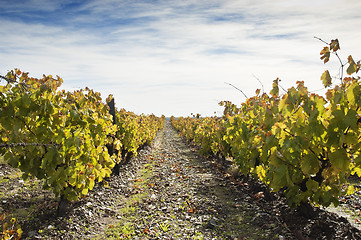 Image showing Vineyards in the fall