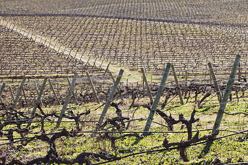 Image showing Vineyards in winter