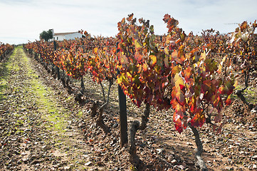 Image showing Vineyards in the fall