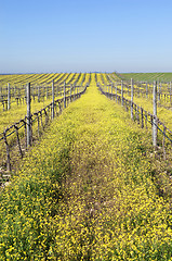 Image showing Vineyards with flowers