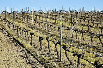 Image showing Vineyards in winter