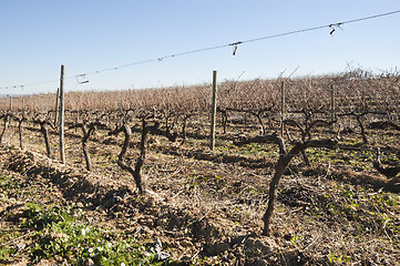 Image showing Vineyards in winter