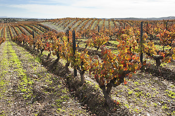 Image showing Vineyards in the fall