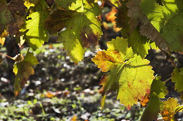 Image showing Vineyards in the fall