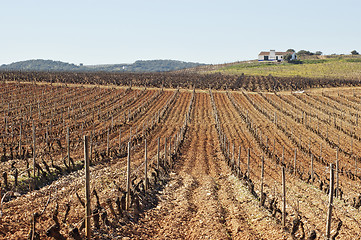 Image showing Vineyards in winter