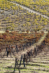 Image showing Vineyards in the fall