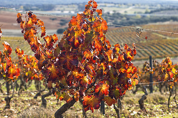 Image showing Vineyards in the fall