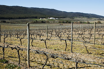 Image showing Vineyards in winter