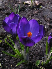 Image showing Crocus