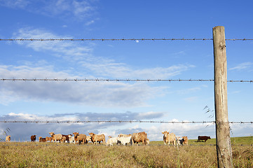 Image showing Herd of cows