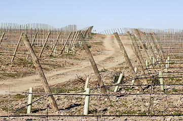 Image showing New vineyard