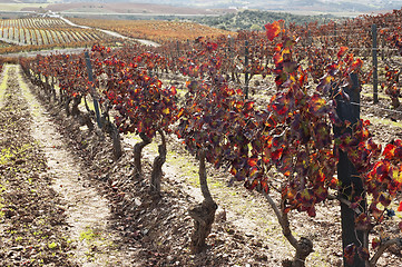 Image showing Vineyards in the fall