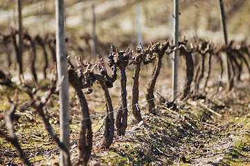 Image showing Vineyards in winter