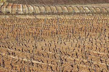 Image showing Vineyards in winter