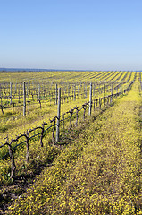 Image showing Vineyards with flowers