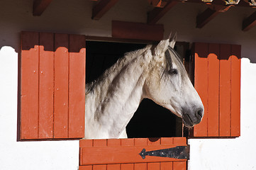 Image showing White horse