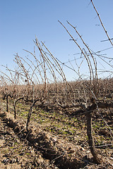 Image showing Vineyards in winter