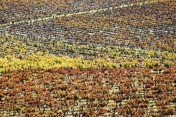 Image showing Vineyards in the fall