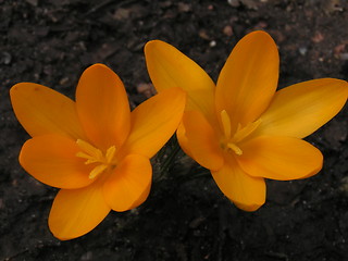 Image showing Crocus