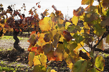 Image showing Vineyards in the fall