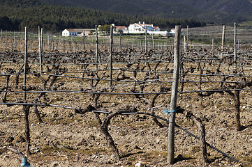 Image showing Vineyards in winter