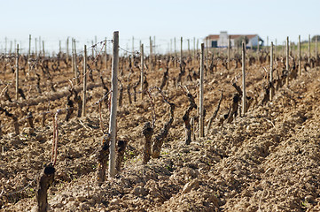 Image showing Vineyards in winter