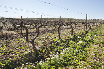 Image showing Vineyards in winter