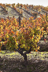 Image showing Vineyards in the fall