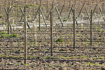 Image showing New vineyard