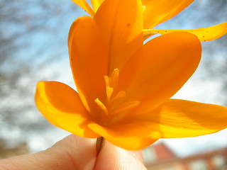 Image showing Crocus