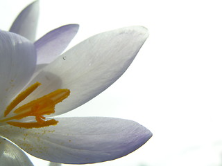 Image showing Crocus