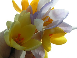 Image showing Crocus