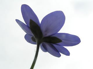 Image showing Flower