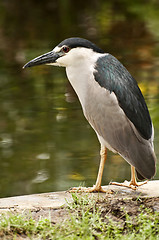 Image showing Black Crowned Night Heron.