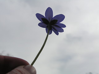 Image showing Flower