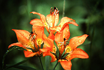Image showing Tiger Lilies