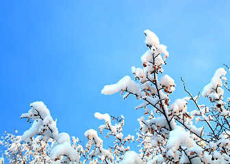 Image showing winter trees branches under snow