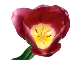 Image showing close-up view on tulip