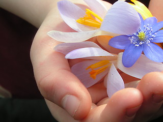 Image showing A handful of flowers