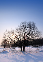 Image showing winter sunset with tree