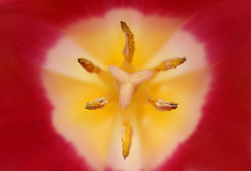 Image showing close-up view in tulip