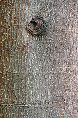 Image showing tree trunk bark