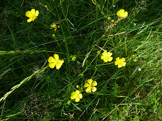 Image showing small yellow flowers on dark grass
