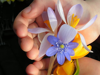 Image showing A handful of flowers