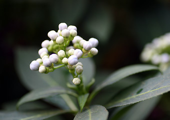 Image showing small white tropical flowers