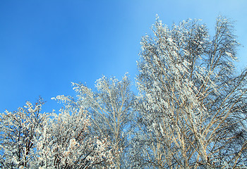 Image showing winter frozen birch trees